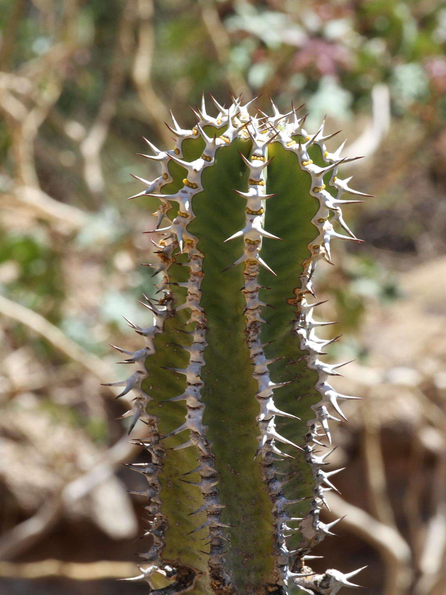 Image of Euphorbia avasmontana Dinter