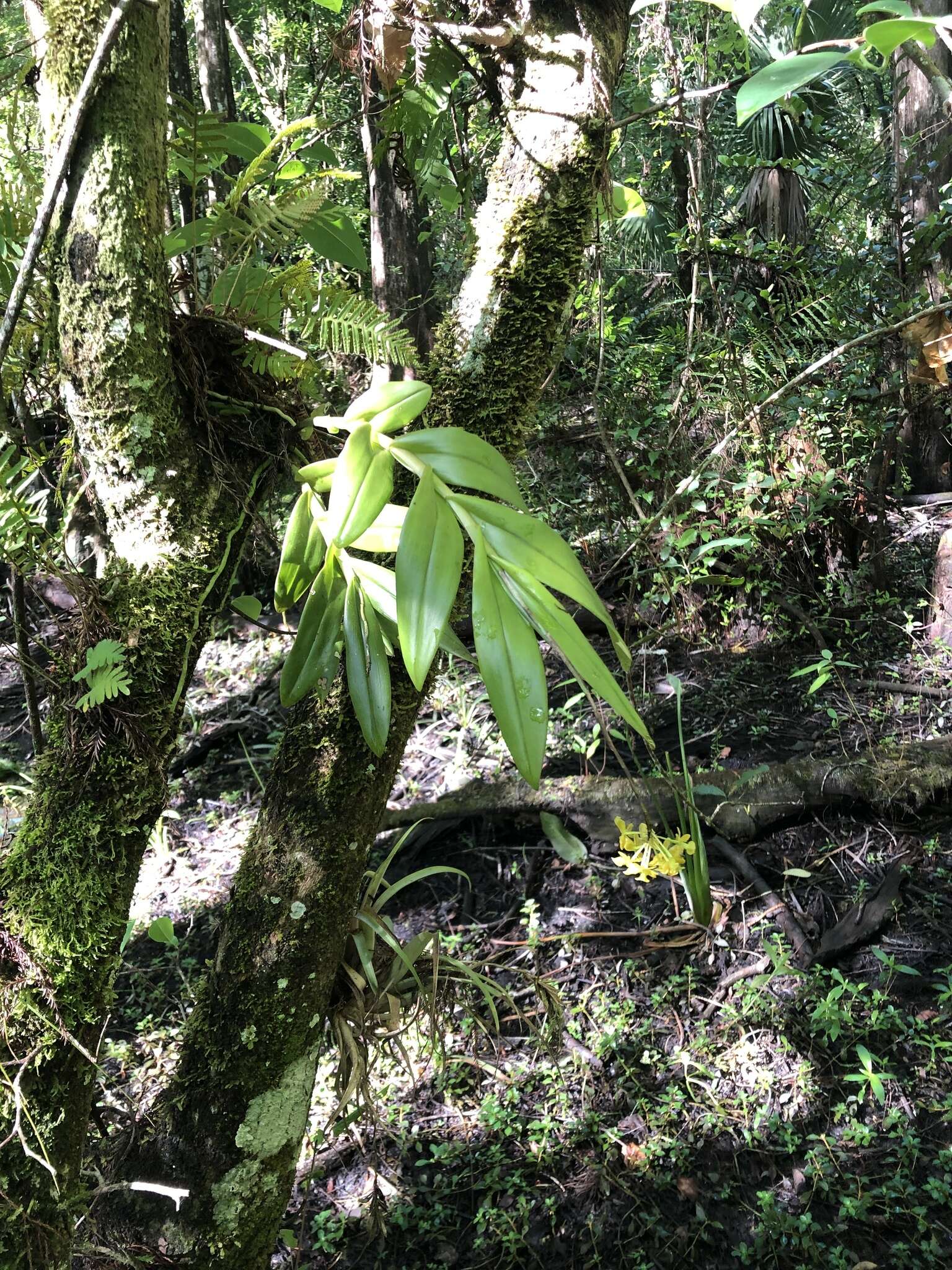 Image of big-mouth star orchid