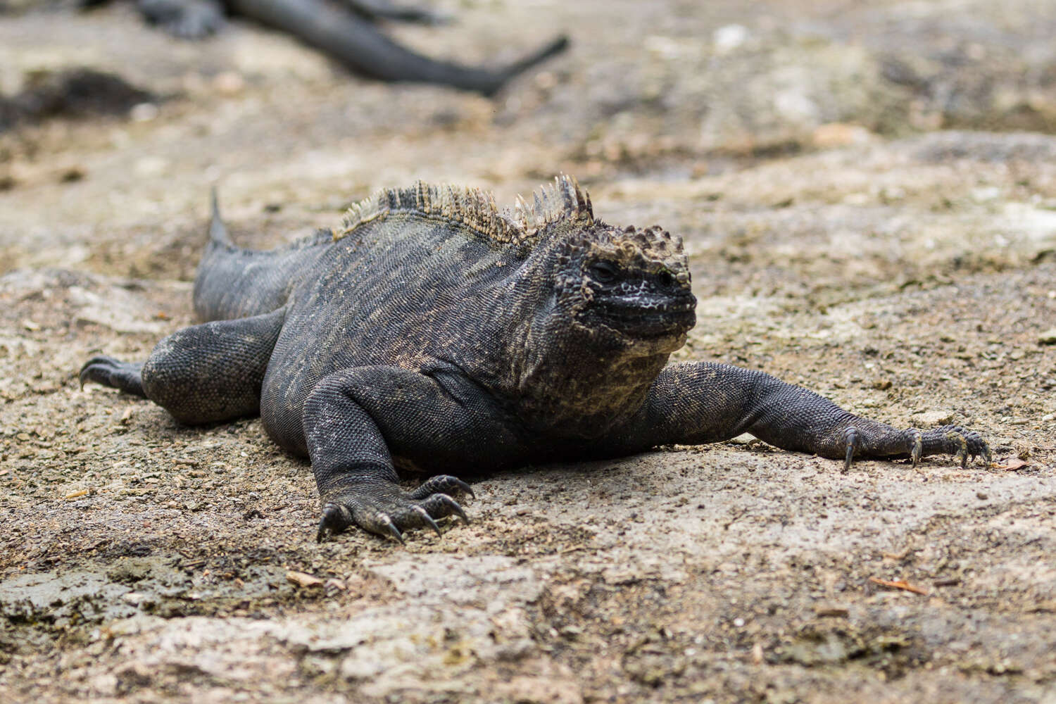 Image of marine iguana