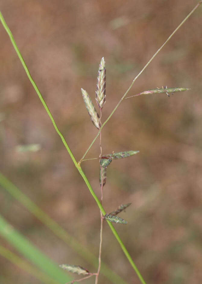 Image of Brown's lovegrass