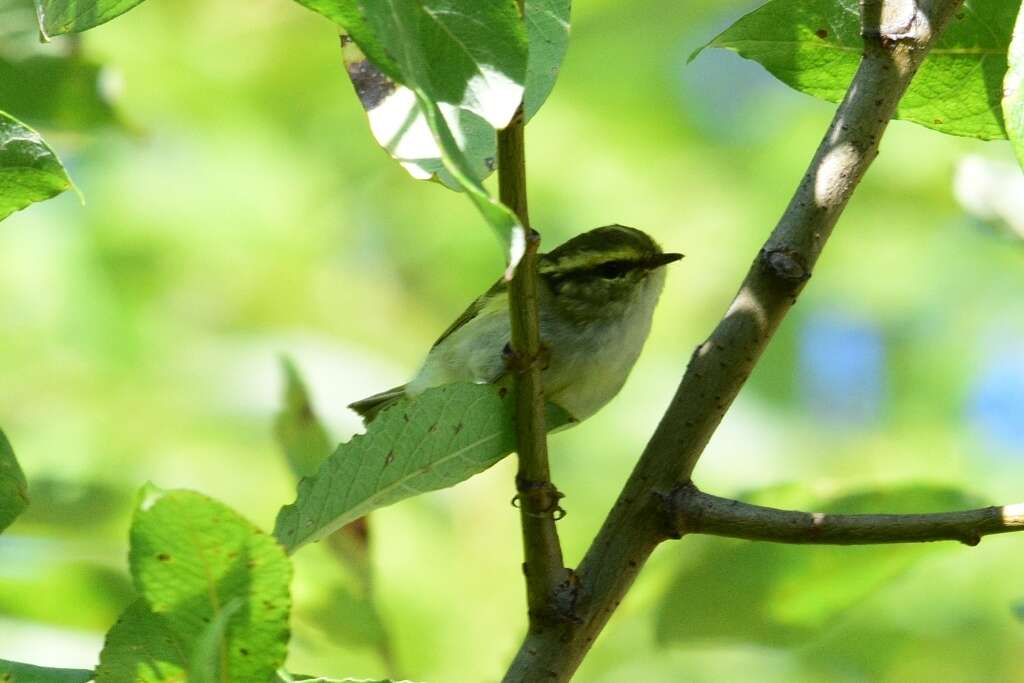 Image of Lemon-rumped Warbler