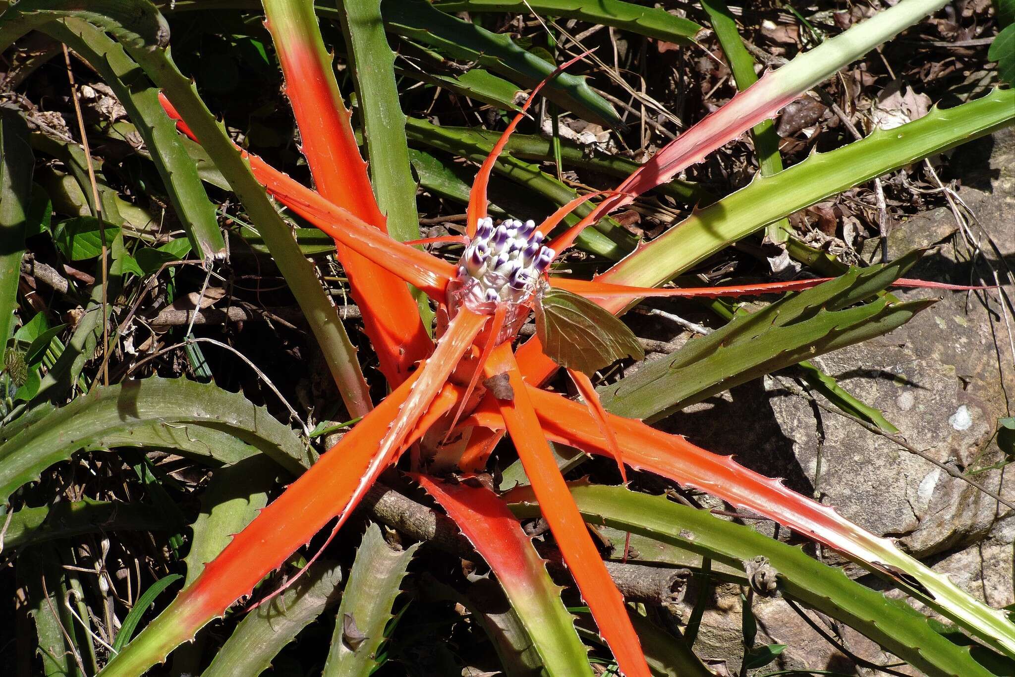 Bromelia serra Griseb.的圖片