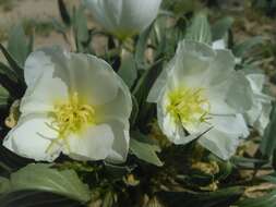 Imagem de Oenothera deltoides Torr. & Frem.