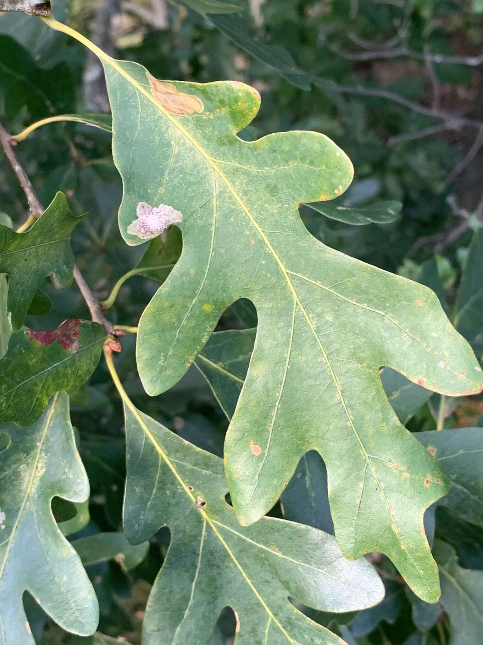 Image of Oak Blotch Miner