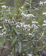 Image of Anaphalis margaritacea subsp. margaritacea