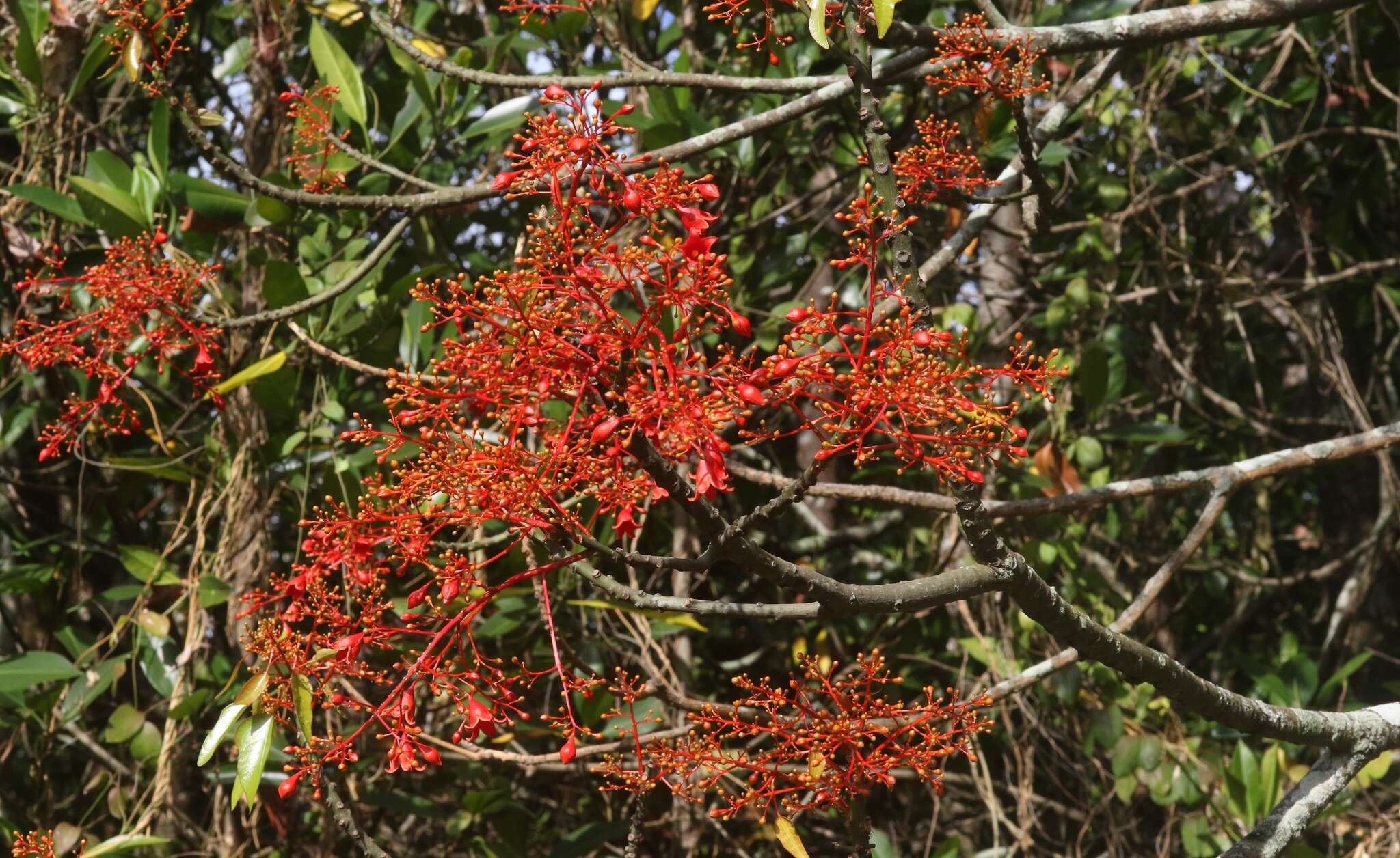 Image of flame bottletree