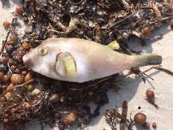 Image of Omegophora