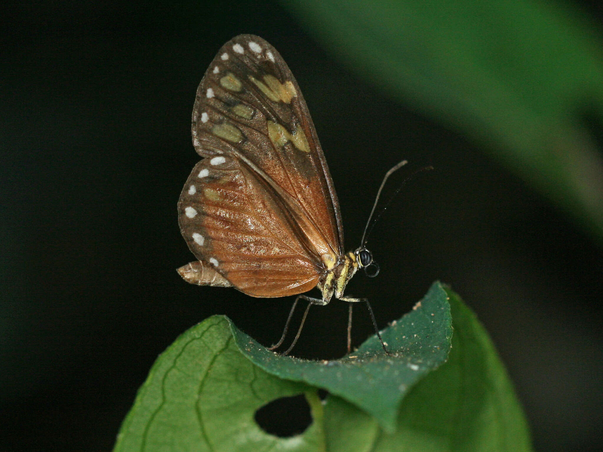 Image of Napeogenes tolosa Hewitson 1855