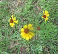 Helenium amarum var. badium (A. Gray ex S. Wats.) Waterfall resmi