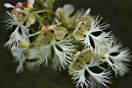 Image of Western prairie fringed orchid