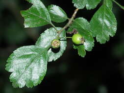 Imagem de Crataegus laevigata (Poir.) DC.