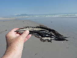 صورة Callorhinchus capensis Duméril 1865