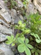 Image of Potentilla brachypetala Fisch. & Mey. ex Lehm.