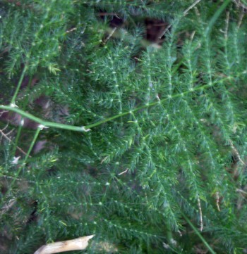 Asparagus setaceus (rights holder: Brbol)