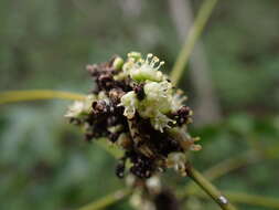 Imagem de Lepidocupania glomeriflora (Radlk.) Buerki, Callm., Munzinger & Lowry