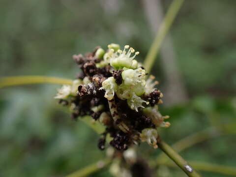 Image of Lepidocupania glomeriflora (Radlk.) Buerki, Callm., Munzinger & Lowry