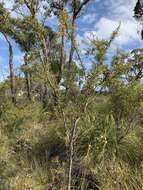 Image of Hakea linearis R. Br.