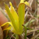 Image of Gagea apulica Peruzzi & J.-M. Tison