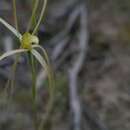 Caladenia capillata D. L. Jones resmi