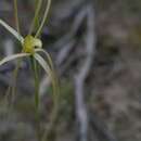 Image of White daddy long legs