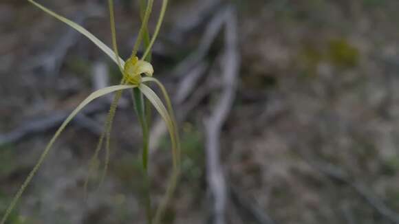 Caladenia capillata D. L. Jones resmi