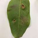 صورة Xanthomonas juglandis