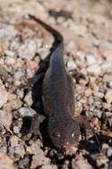 Image of Leora's Stream Salamander