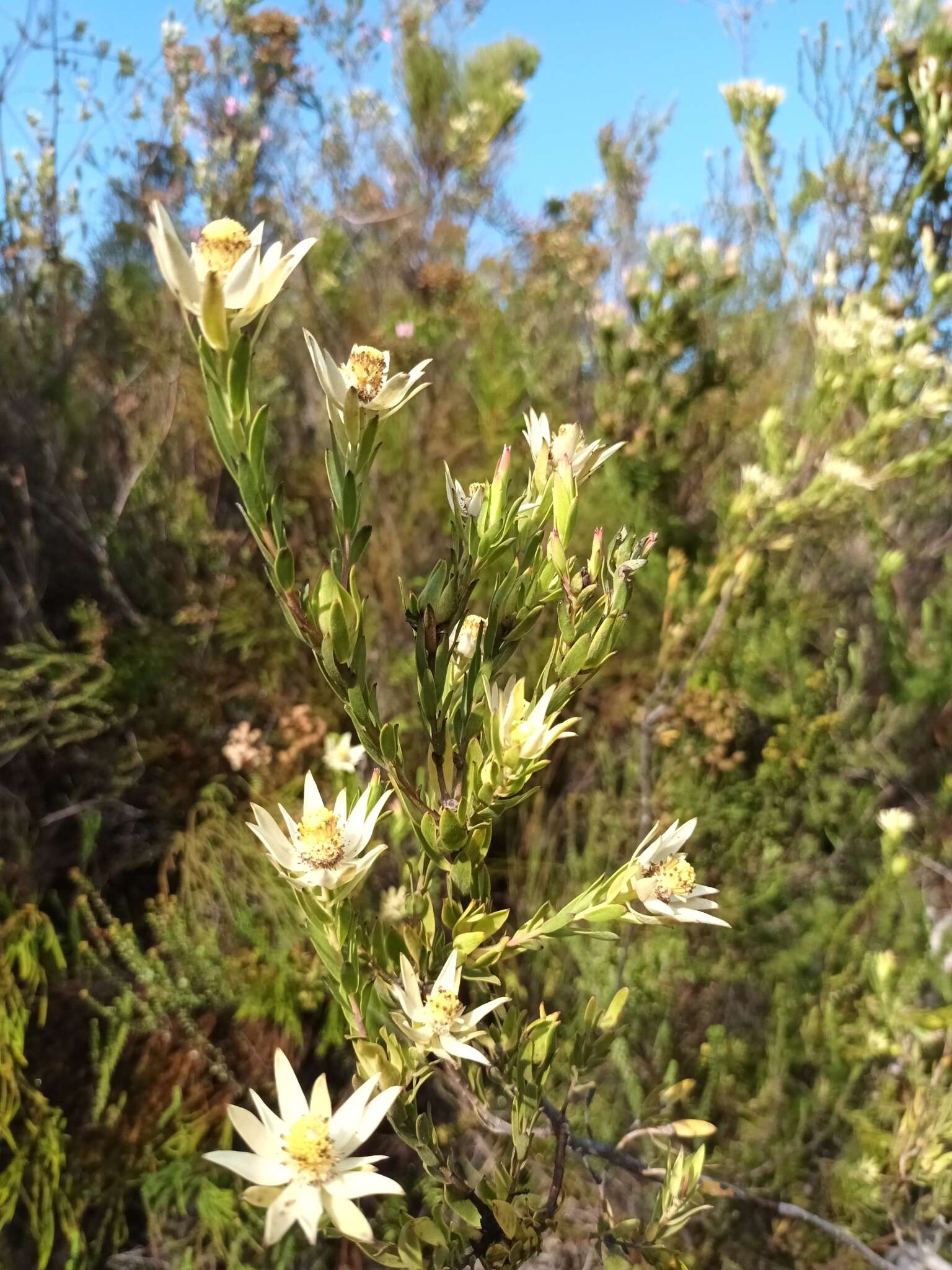 Image of Leucadendron uliginosum subsp. glabratum I. J. M Williams