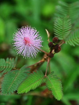 Image of Sensitive Plant