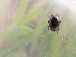 Image of Margarinotus (Paralister) purpurascens (Herbst 1791)