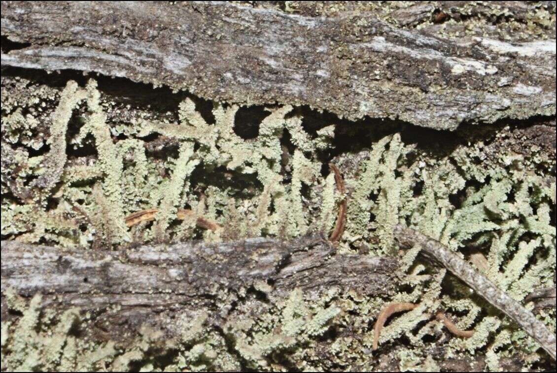 Plancia ëd Cladonia rigida (Hook. fil. & Taylor) Hampe