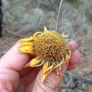 Plancia ëd Hymenoxys integrifolia (Kunth) M. W. Bierner