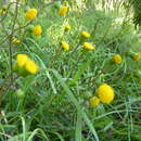 Image of Crassocephalum picridifolium (DC.) S. Moore