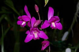 Bletia florida (Salisb.) R. Br.的圖片