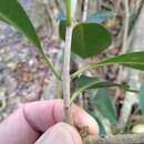 Coelospermum paniculatum F. Muell. resmi