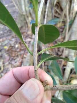 Coelospermum paniculatum F. Muell. resmi