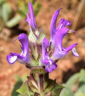 Imagem de Salvia phlomoides Asso