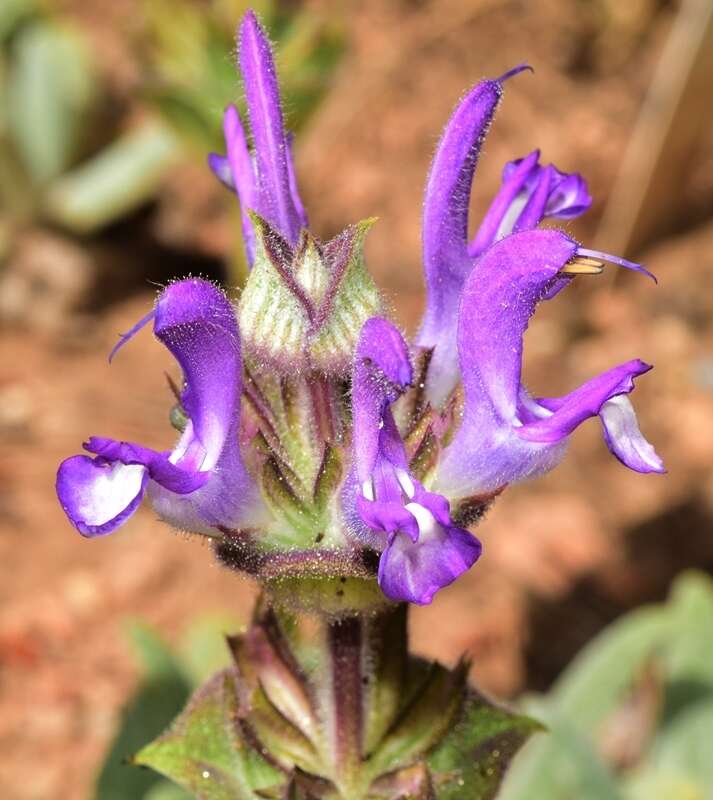 Imagem de Salvia phlomoides Asso