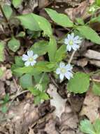 Image of Tennessee starwort