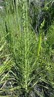 Image of savanna blazing star