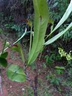 Image de Campylospermum anceps (Baker) H. Perrier