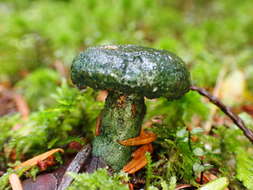 Слика од Lactarius olivaceoumbrinus Hesler & A. H. Sm. 1979