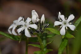 Image of Orianthera serpyllifolia (R. Br.) C. S. P. Foster & B. J. Conn