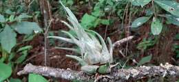 Imagem de Tillandsia seleriana Mez