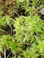 Sphagnum angermanicum Melin 1919的圖片