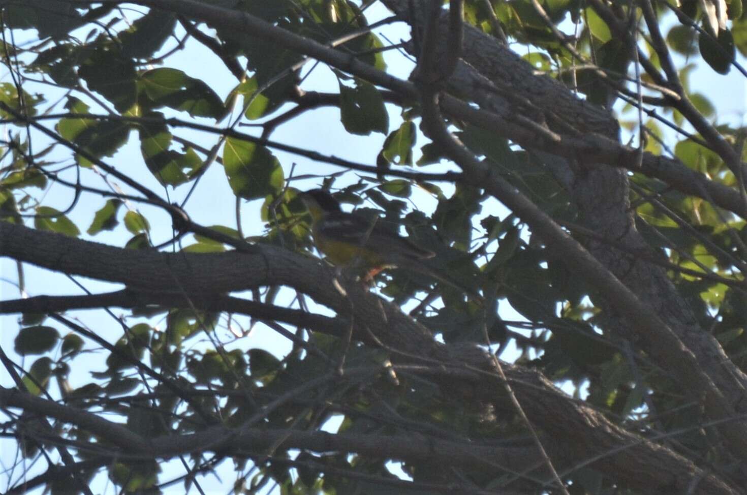 Слика од Emberiza cabanisi (Reichenow 1875)