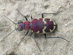 Image of Beautiful tiger beetle