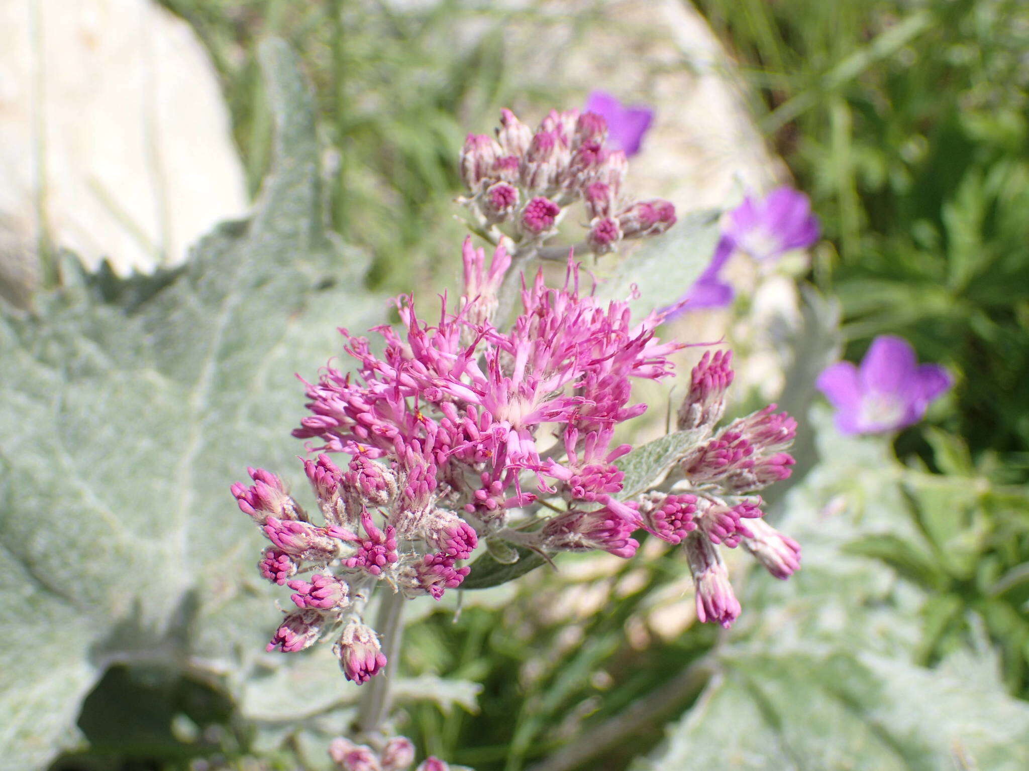 Image de Adenostyles leucophylla (Willd.) Rchb.