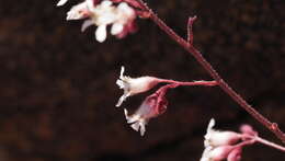 Image of Laguna Mountain alumroot