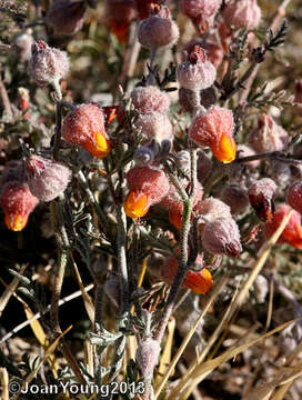 Image of Hermannia abrotanoides Schrad.